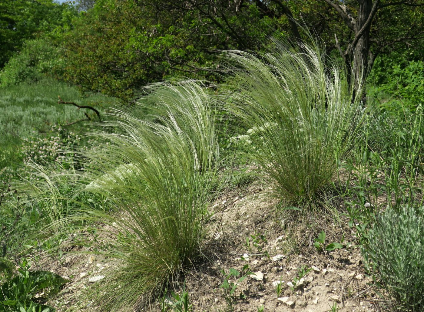 Image of Stipa lessingiana specimen.