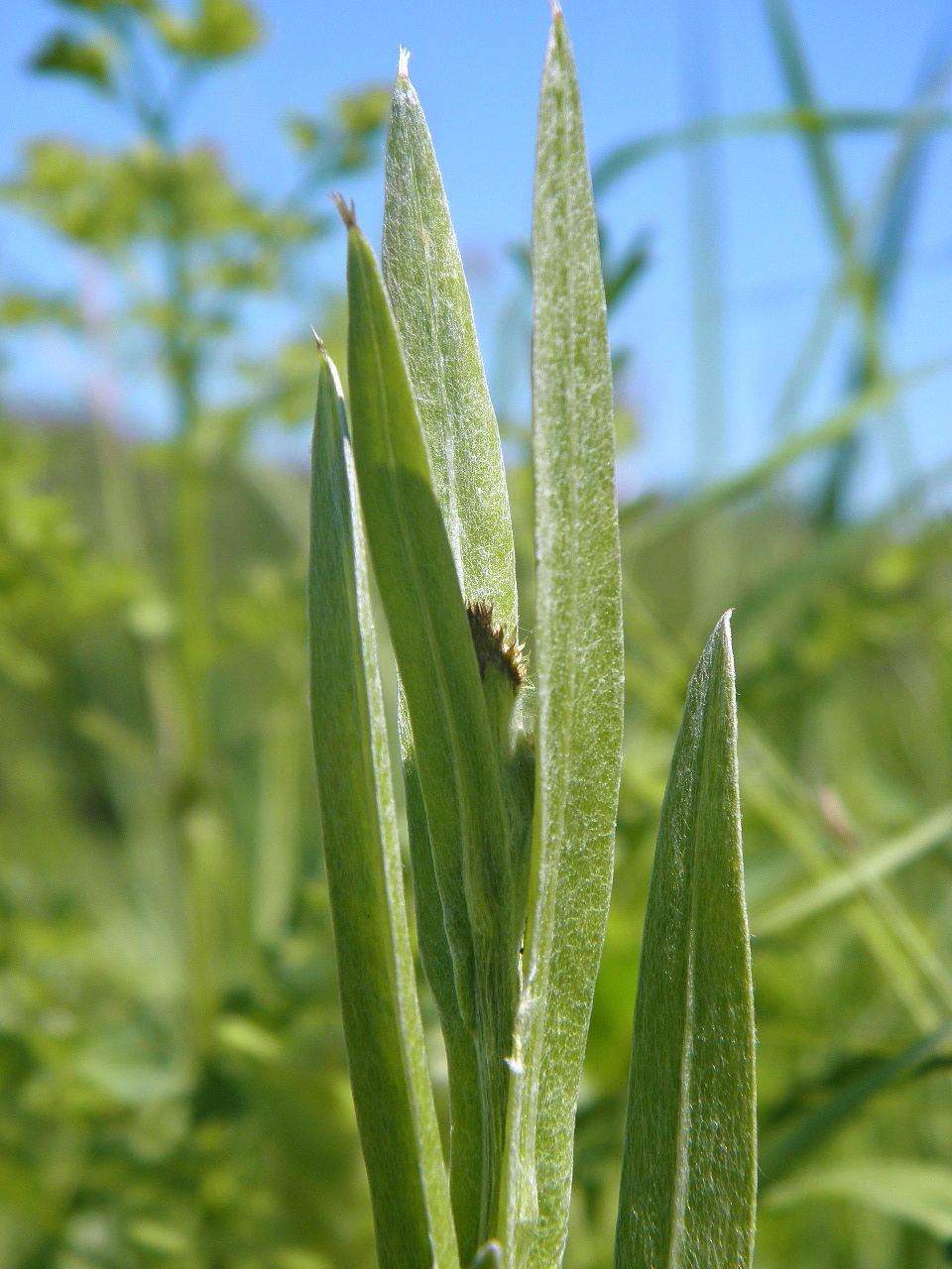 Image of Centaurea tanaitica specimen.