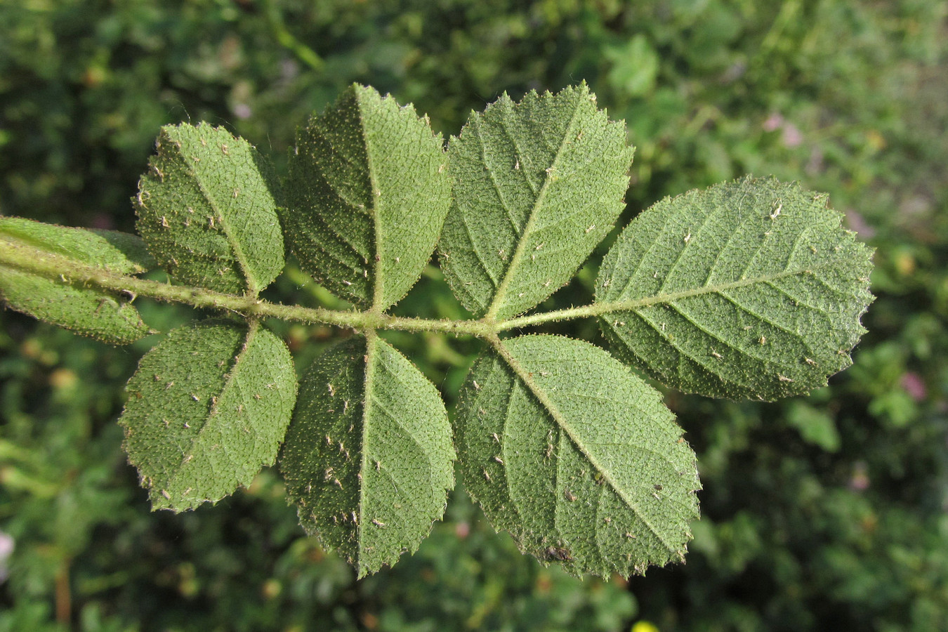 Image of Rosa rubiginosa specimen.