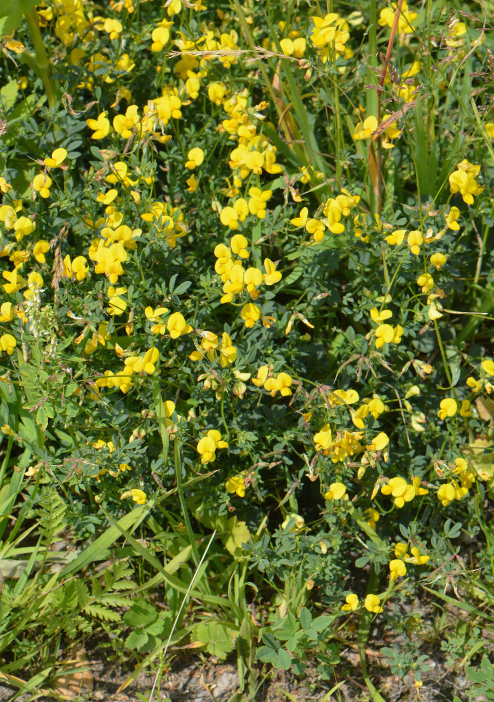 Image of Lotus zhegulensis specimen.