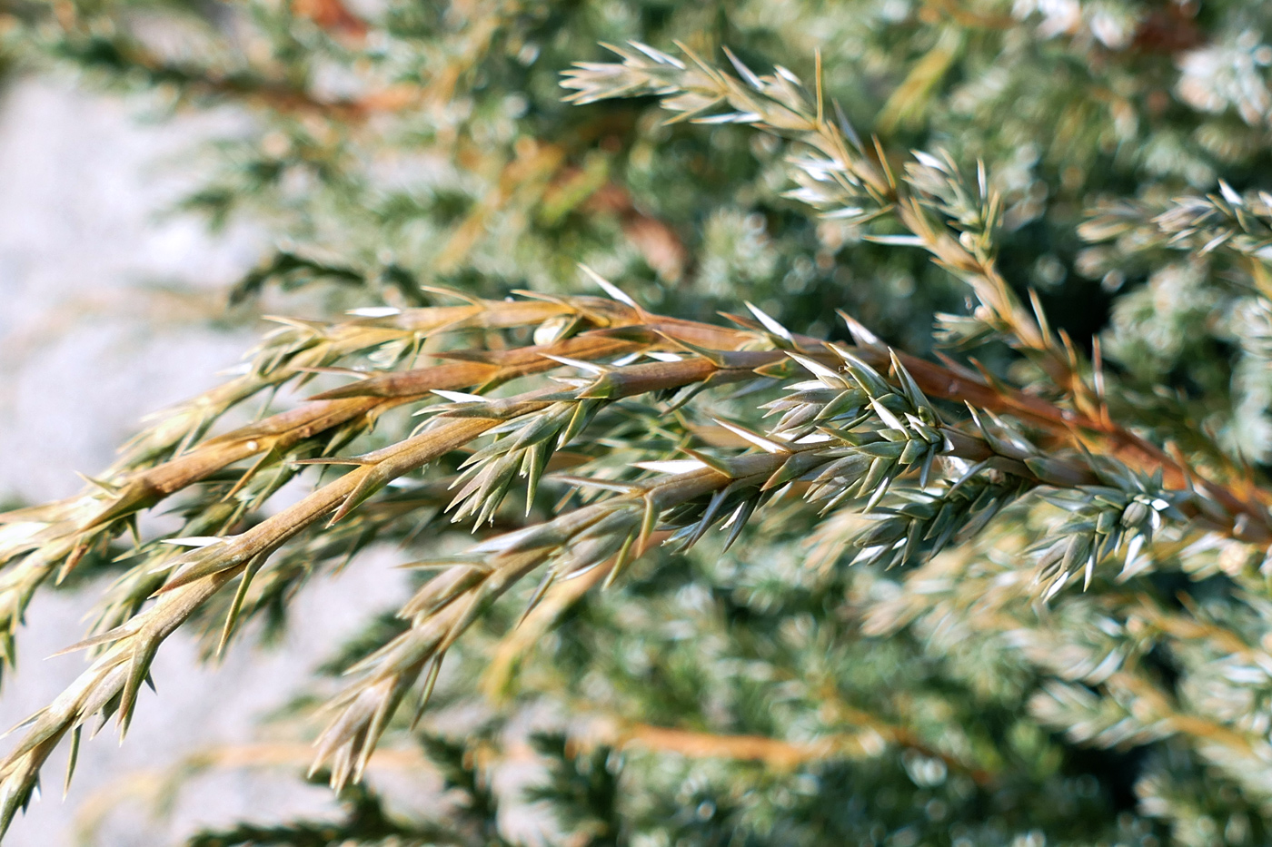 Image of Juniperus chinensis specimen.