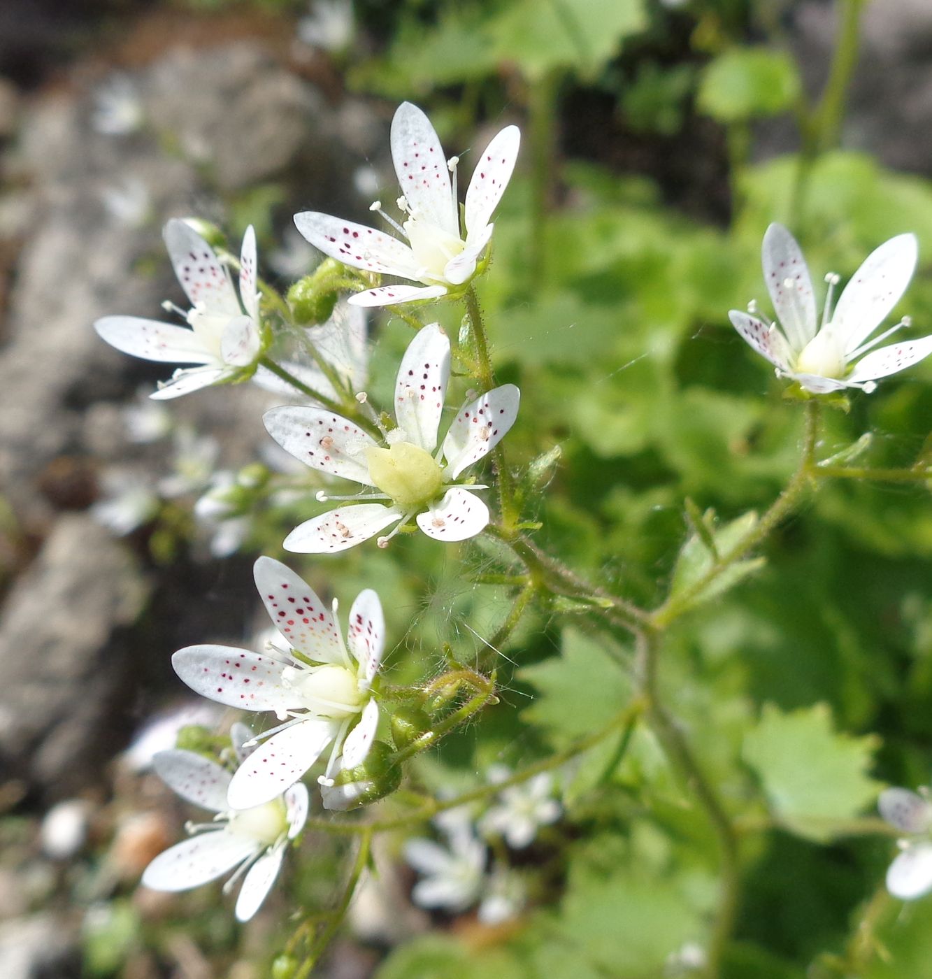 Изображение особи Saxifraga rotundifolia.