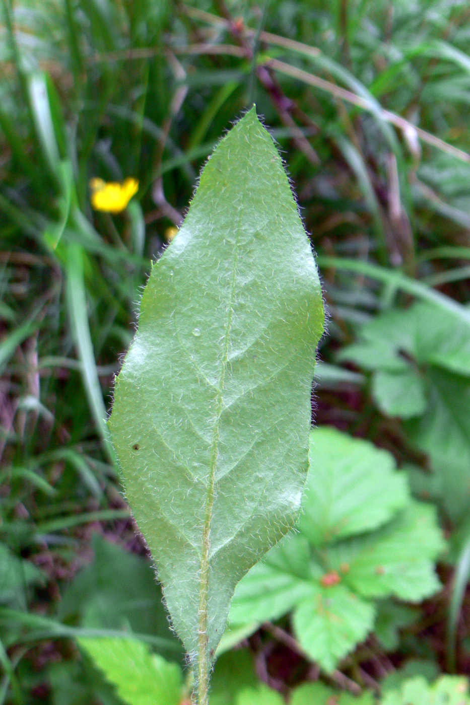 Изображение особи Hieracium pseudolepistoides.