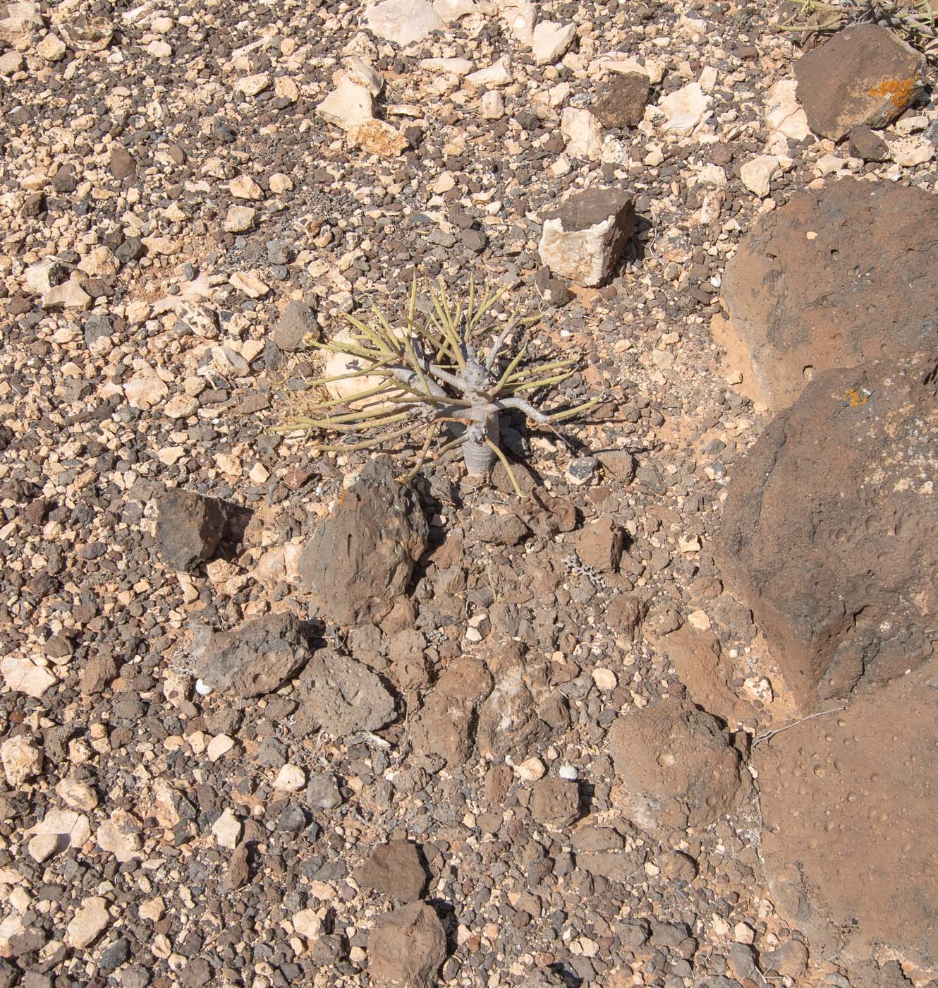 Image of Euphorbia regis-jubae specimen.