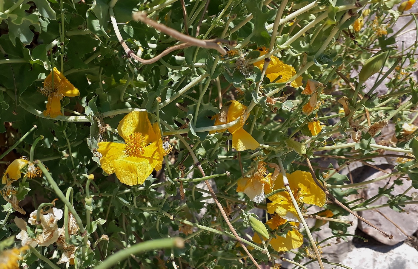 Изображение особи Glaucium flavum.