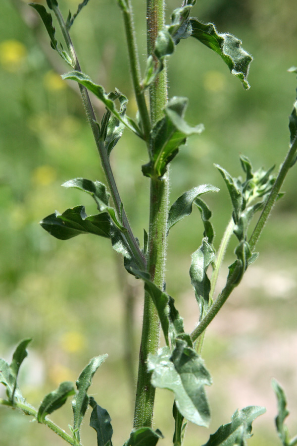 Image of Erigeron khorassanicus specimen.