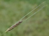 familia Poaceae