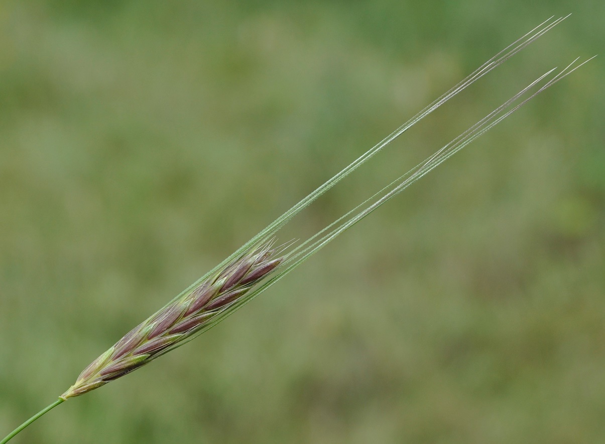 Изображение особи семейство Poaceae.