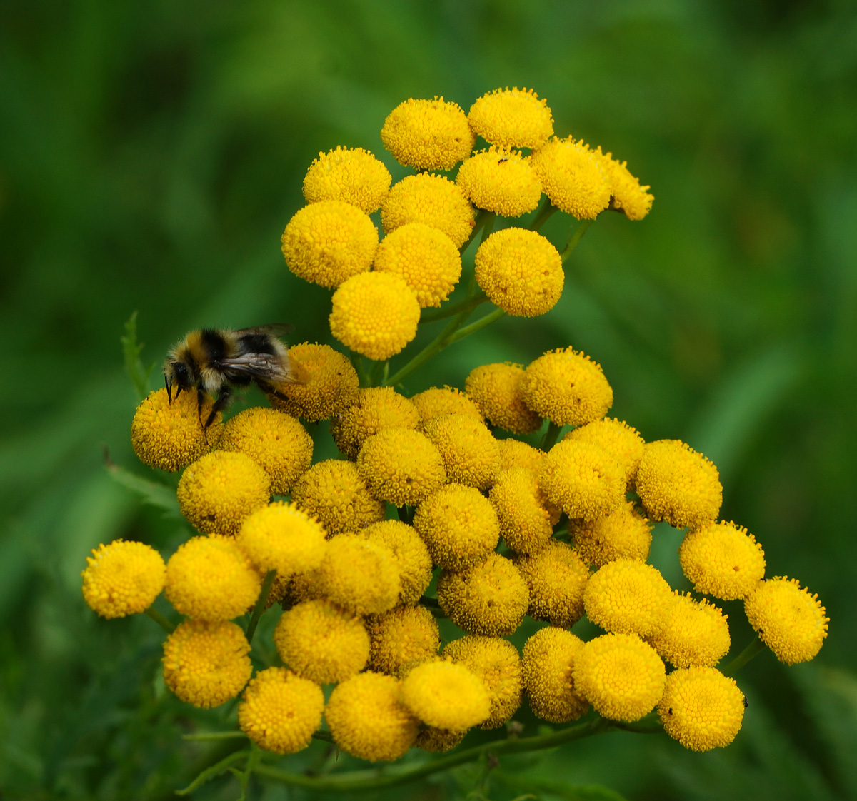 Изображение особи Tanacetum vulgare.