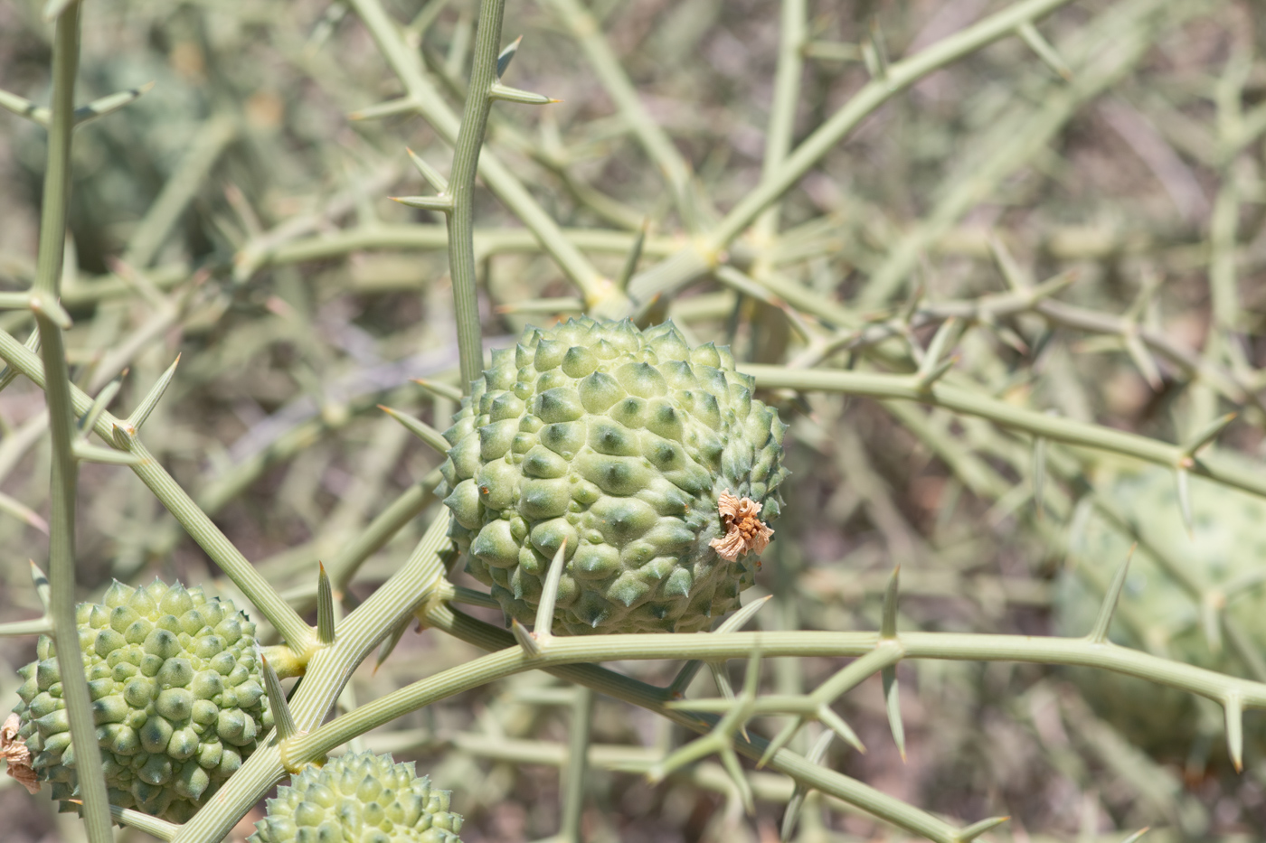 Image of Acanthosicyos horridus specimen.