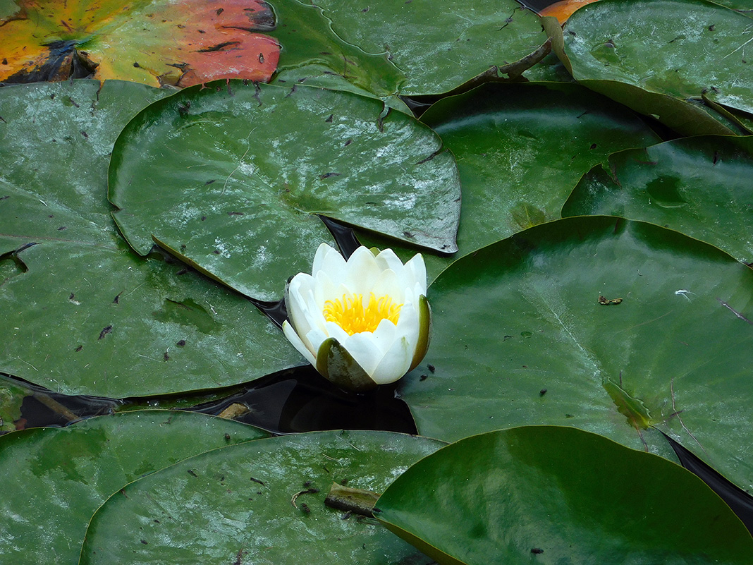 Изображение особи Nymphaea candida.