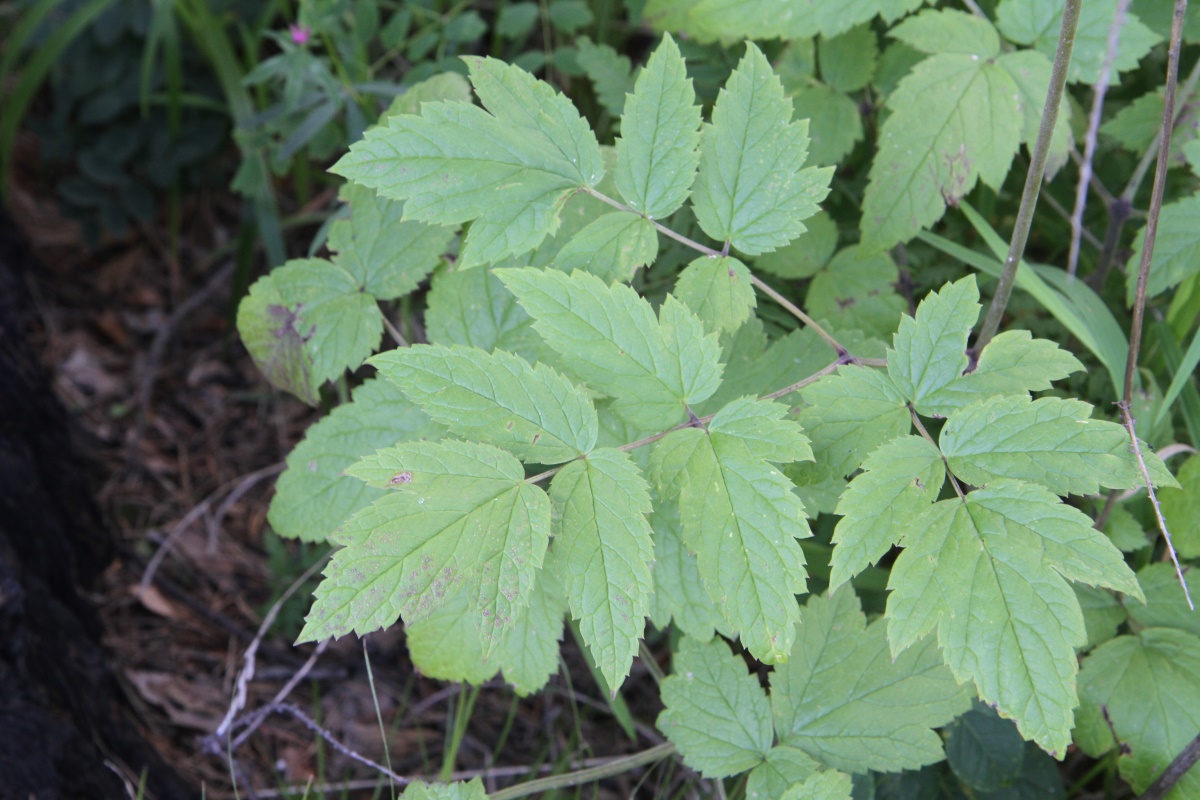 Image of Cimicifuga foetida specimen.