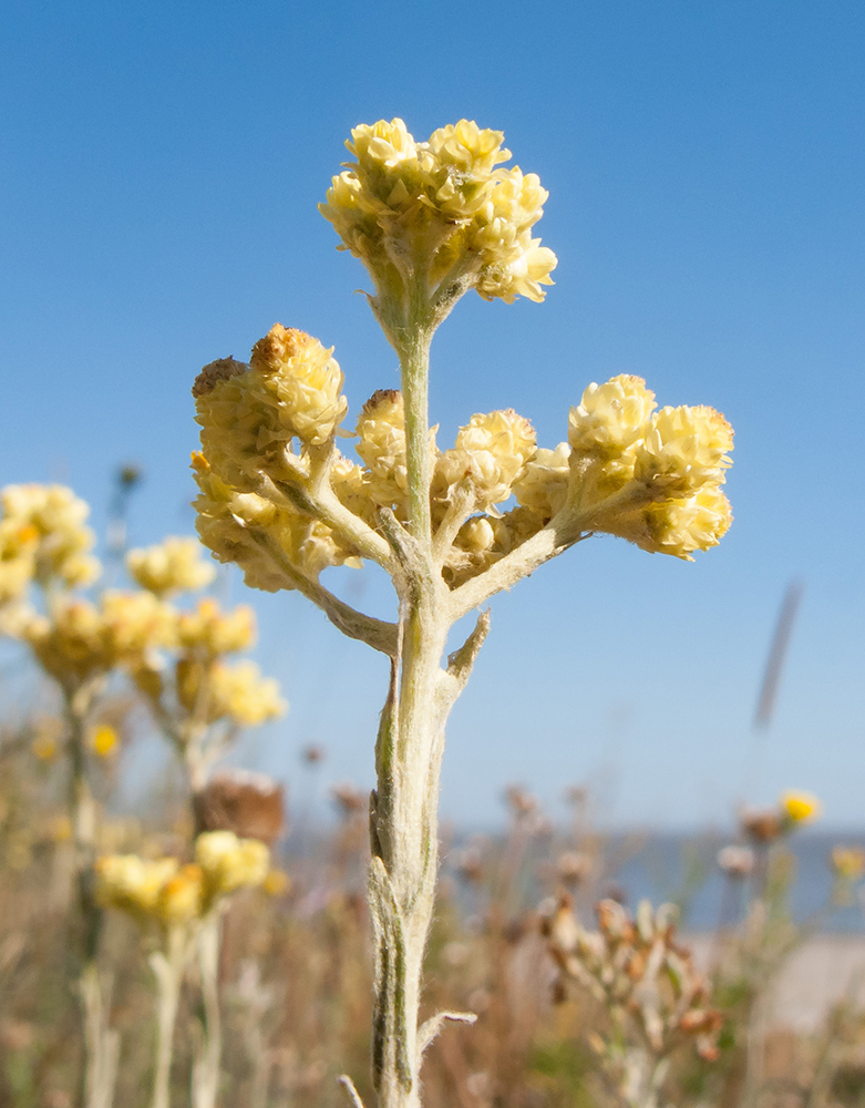 Изображение особи Helichrysum arenarium.