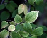 Philadelphus pubescens