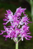 Orchis militaris. Соцветие с муравьями. Чувашская респ., Мариинско-Посадский р-н, окр. дер. Демешкино, правый берег р. Волга, карбонатный склон С экспозиции, можжевеловое редколесье. 10 июня 2020 г.