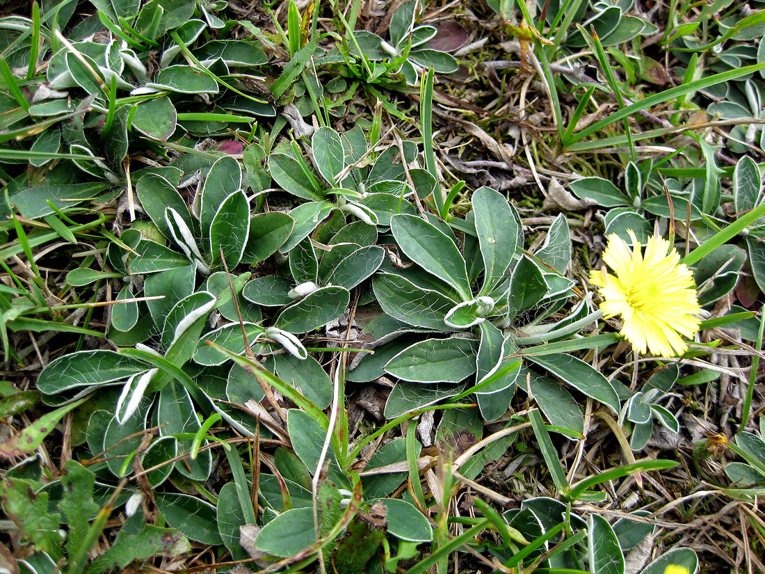 Изображение особи Pilosella officinarum.