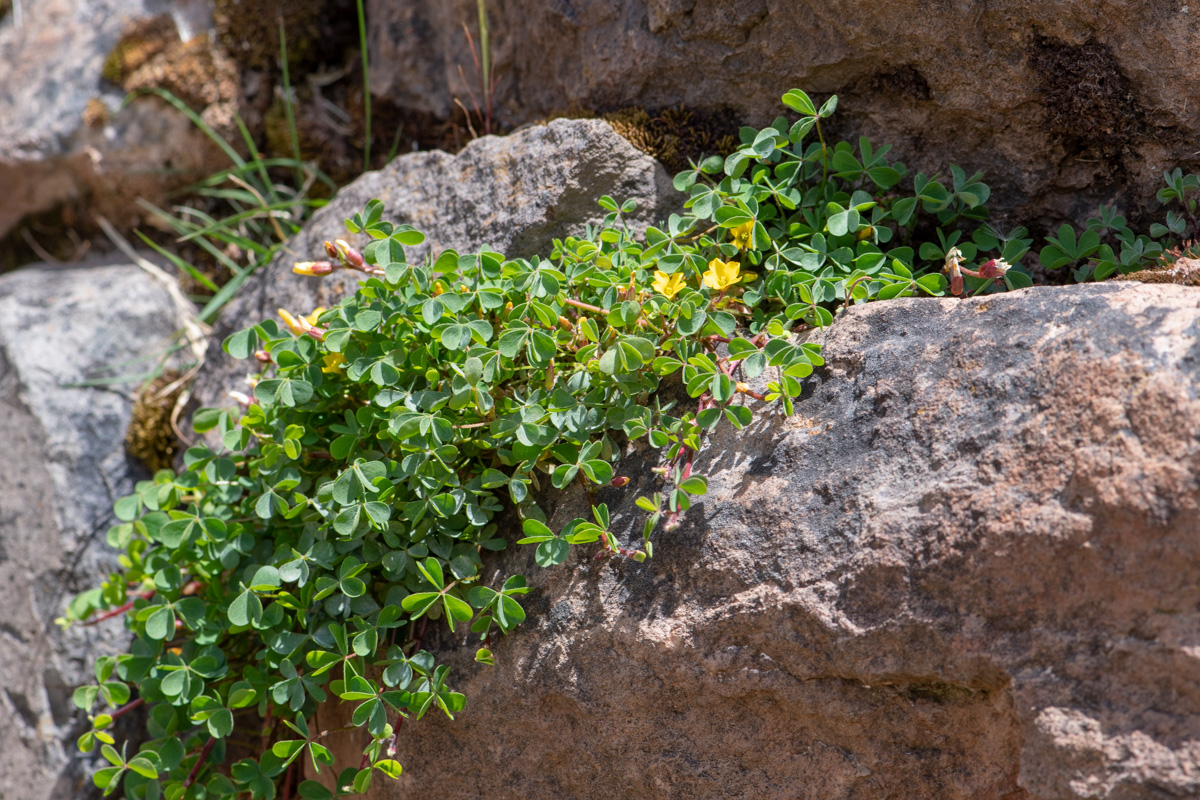 Image of genus Oxalis specimen.