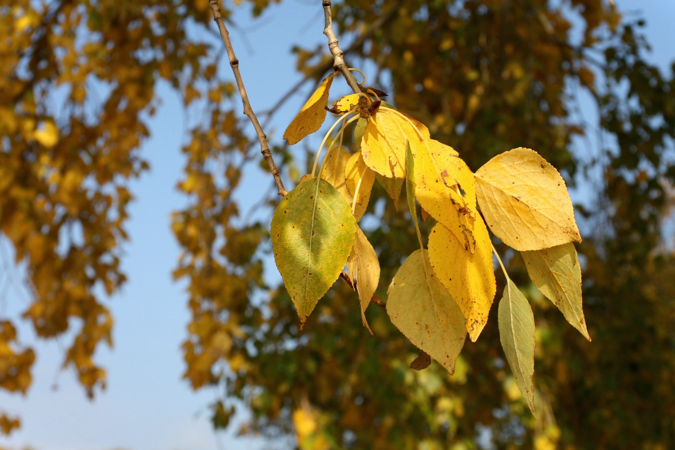 Изображение особи Populus &times; sibirica.