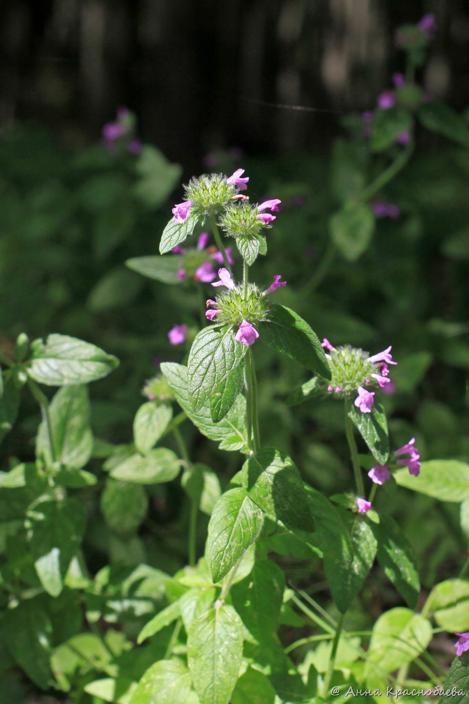 Изображение особи Clinopodium vulgare.