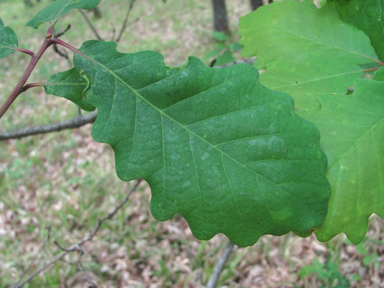 Изображение особи Quercus petraea.