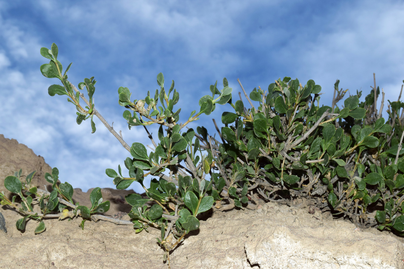 Image of Zygophyllum atriplicoides specimen.