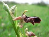 Ophrys subspecies caucasica