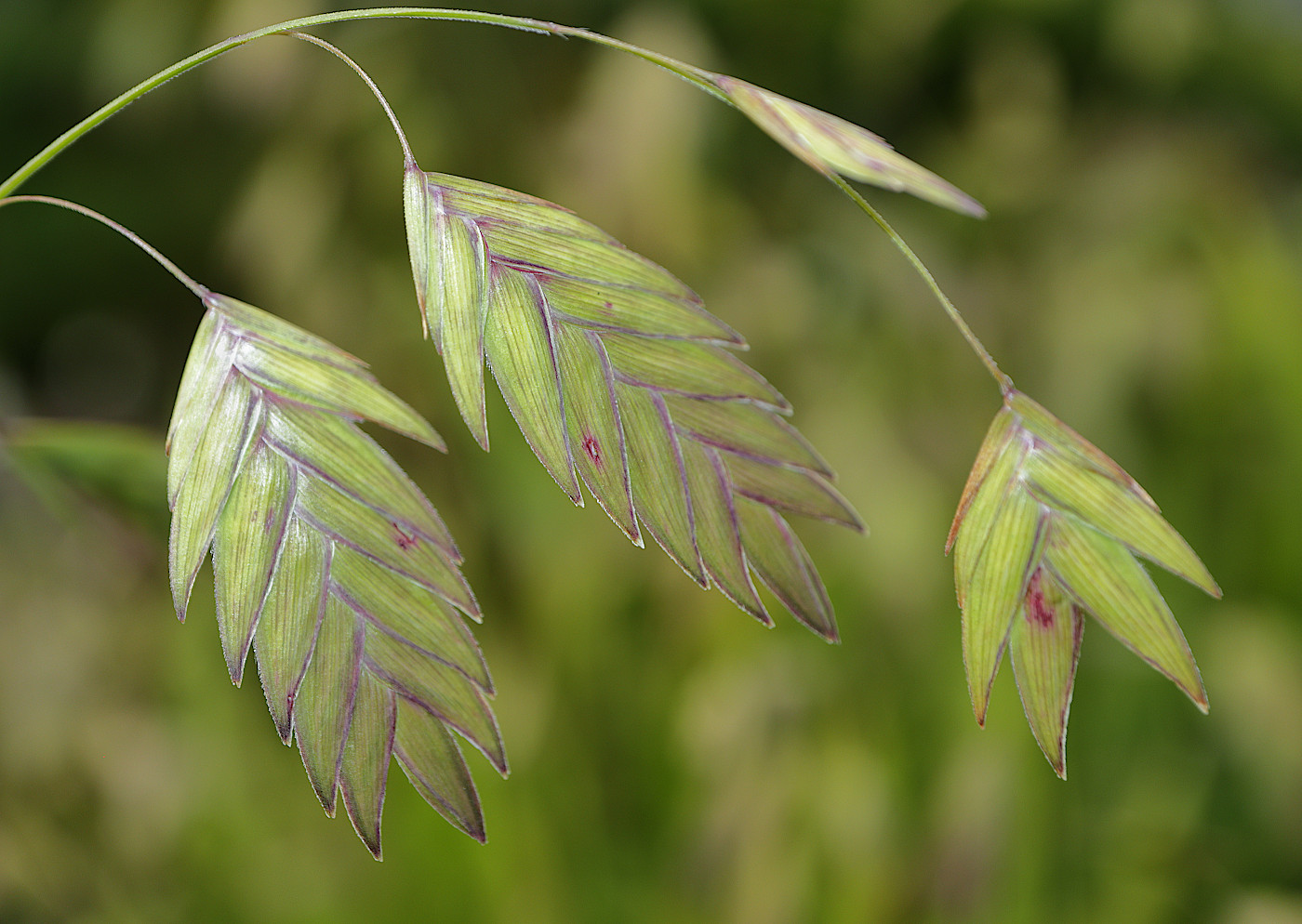 Image of Chasmanthium latifolium specimen.