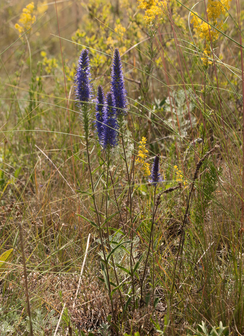 Изображение особи Veronica spicata.