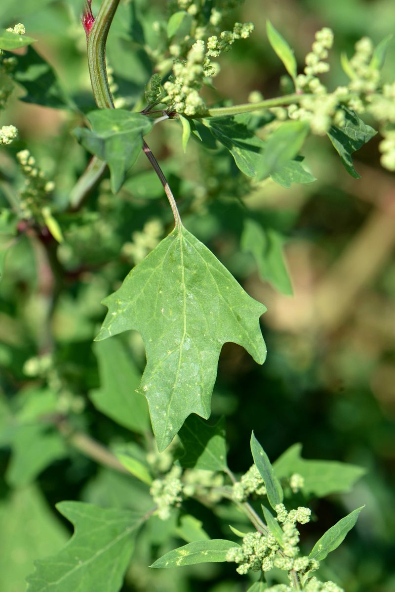 Image of Chenopodium acerifolium specimen.