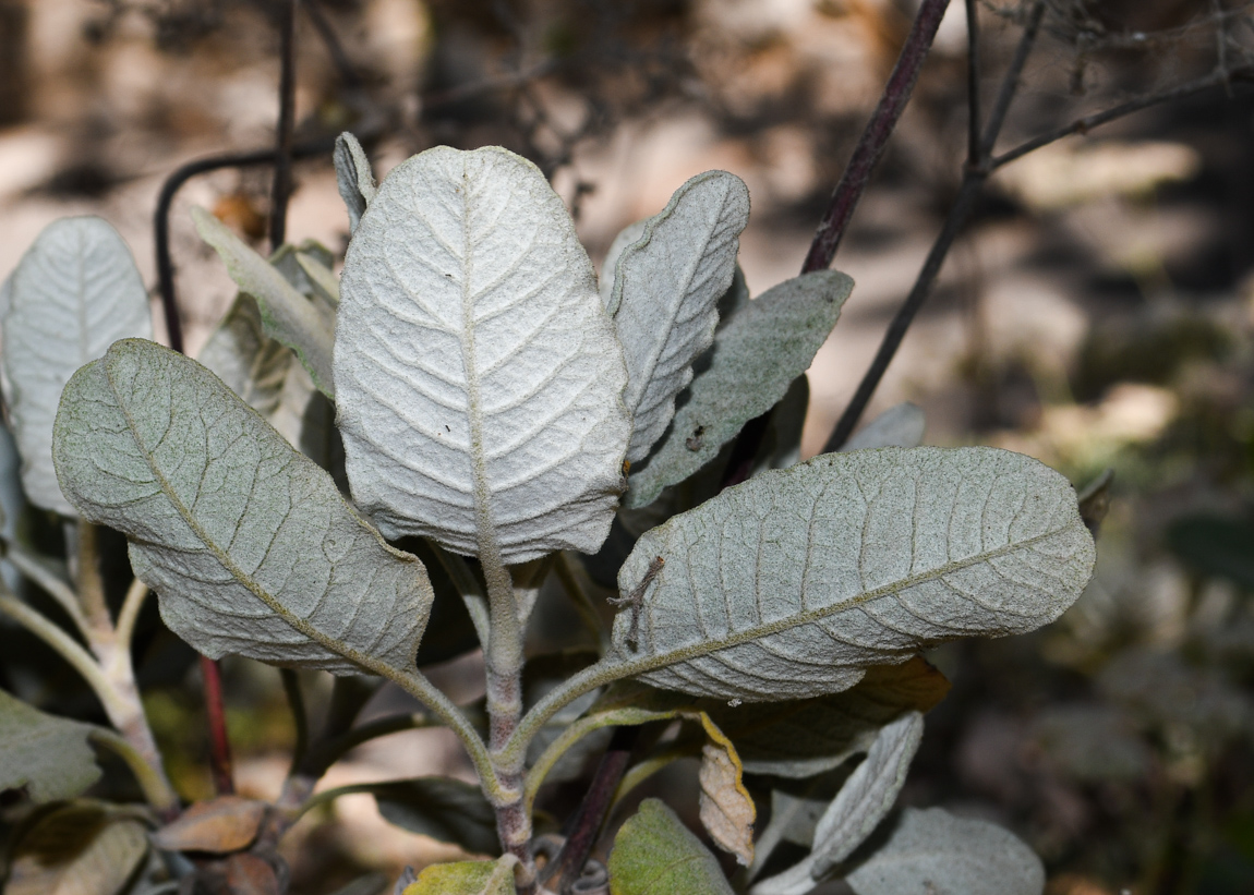 Image of Eriogonum giganteum specimen.