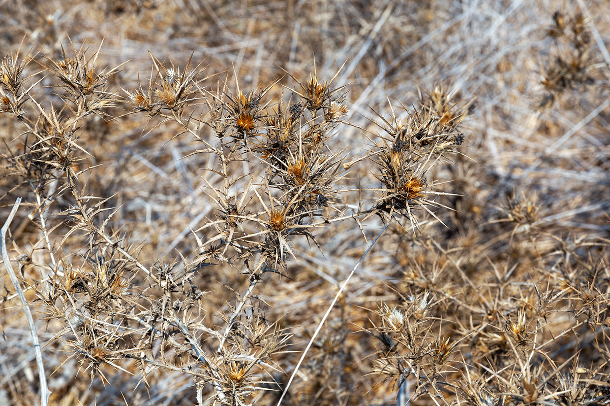 Image of genus Carthamus specimen.