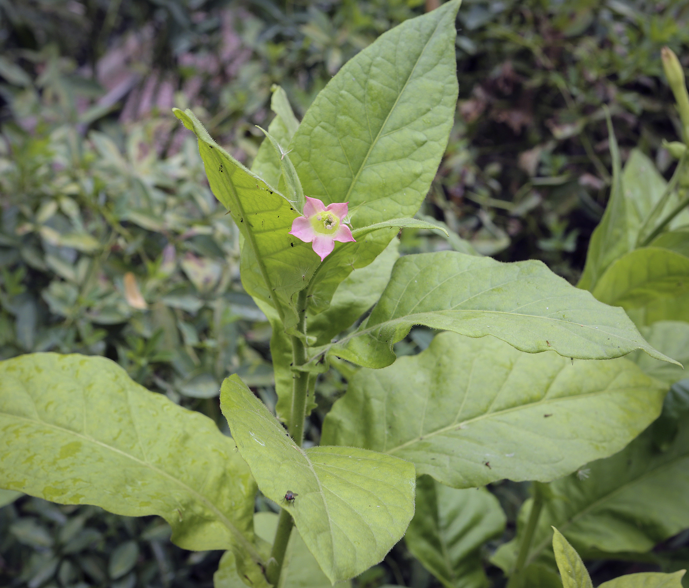 Изображение особи Nicotiana tabacum.