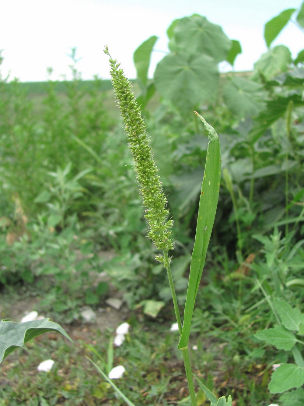 Image of Setaria verticillata specimen.