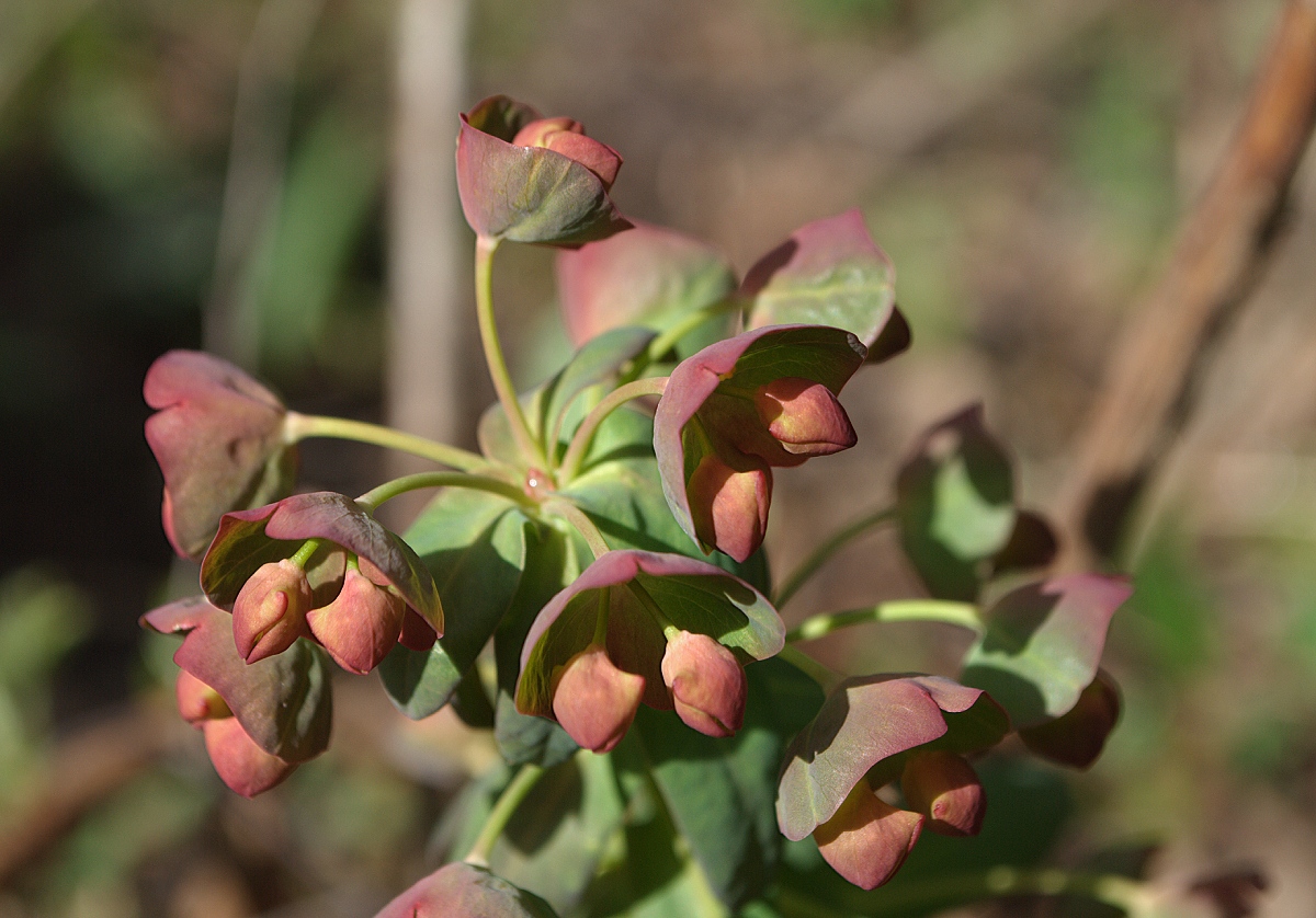 Изображение особи род Euphorbia.