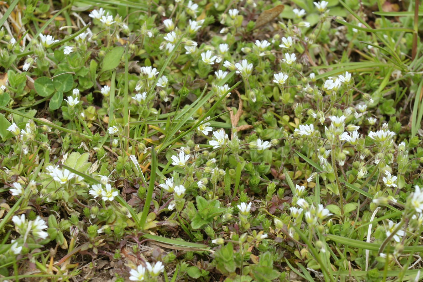 Image of Cerastium semidecandrum specimen.