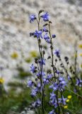 Campanula sarmatica. Верхушки соцветий. Чечня, Веденский р-н, берег оз. Кезенойам, ≈ 1800 м н.у.м. каменистый склон. 25.07.2022.