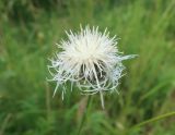 Centaurea scabiosa