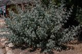 Searsia batophylla. Цветущее растение. Израиль, Иудейские горы, г. Иерусалим, ботанический сад университета. 15.08.2022.