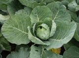 Brassica oleracea разновидность capitata. Вегетирующее растение с формирующимся кочаном. Камчатский край, Елизовский р-н, фермерское хозяйство. 17.08.2022.