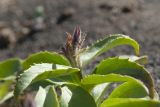 Pennellianthus frutescens