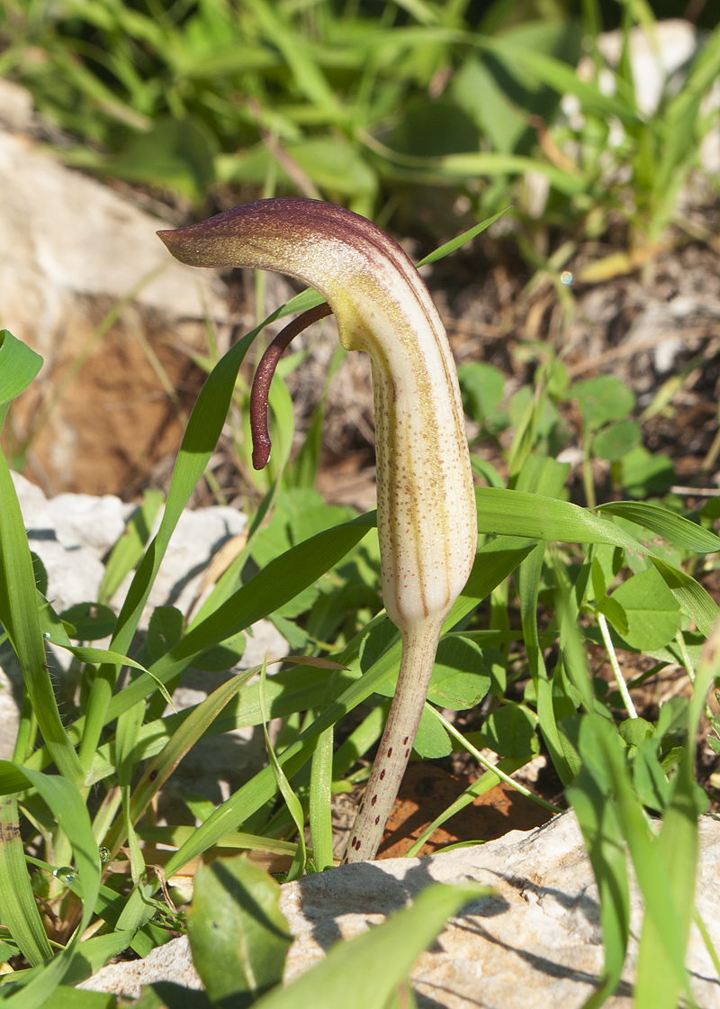 Image of Arisarum vulgare specimen.