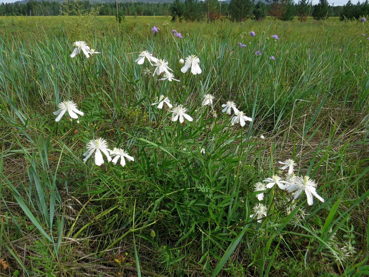 Изображение особи Clematis hexapetala.