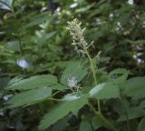 Actaea spicata