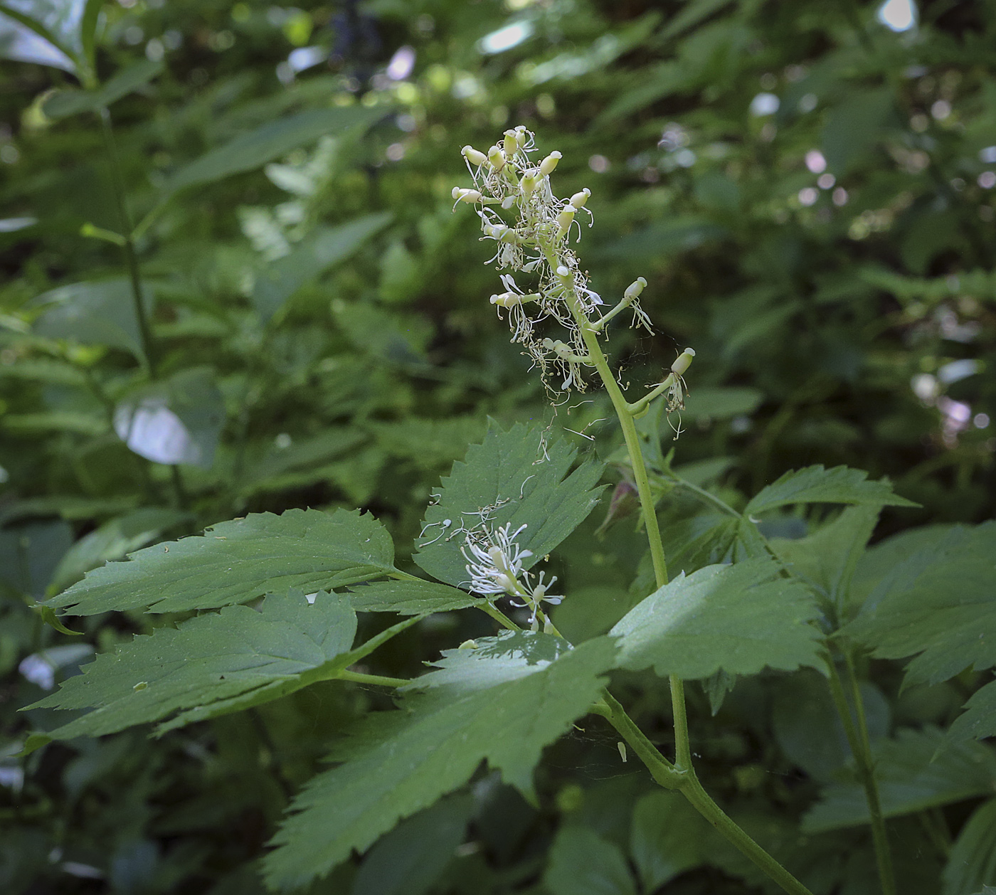 Изображение особи Actaea spicata.