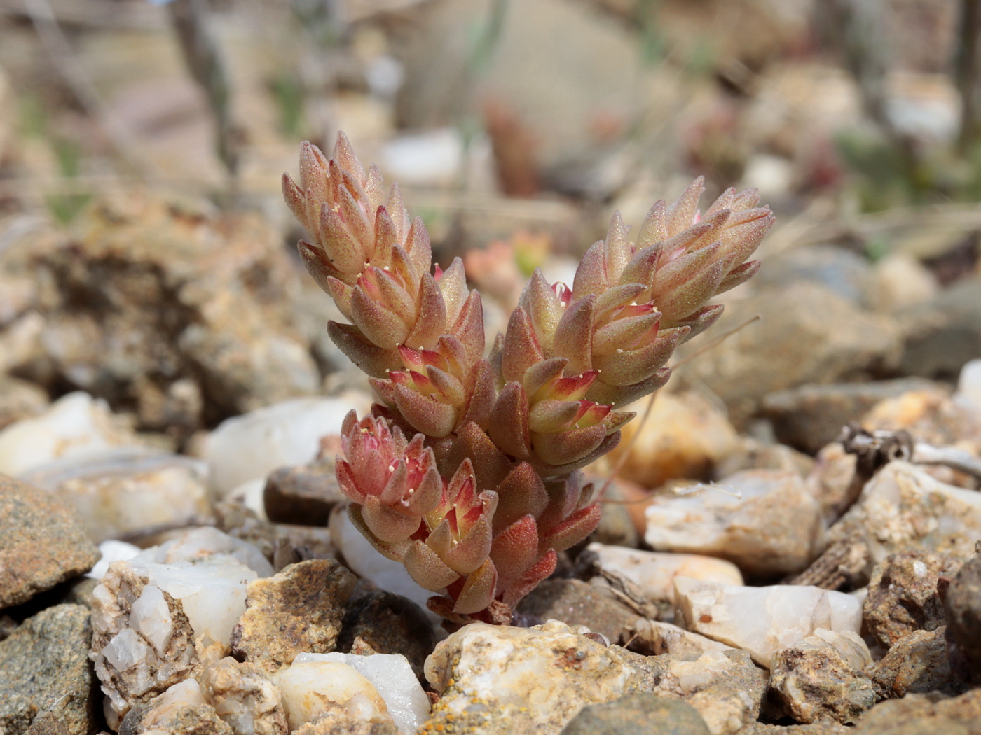 Изображение особи Macrosepalum aetnense.