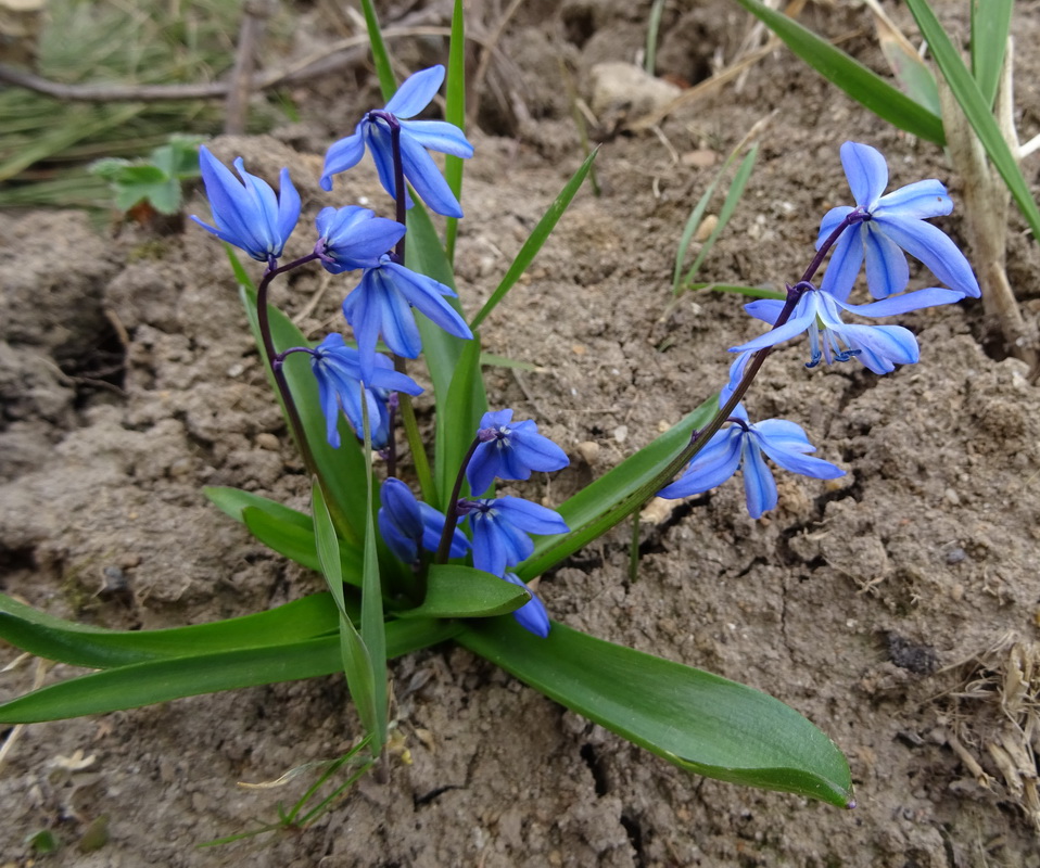 Image of Scilla siberica specimen.