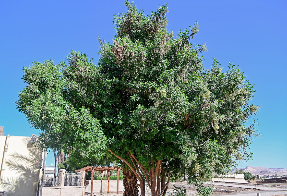 Image of Conocarpus erectus specimen.