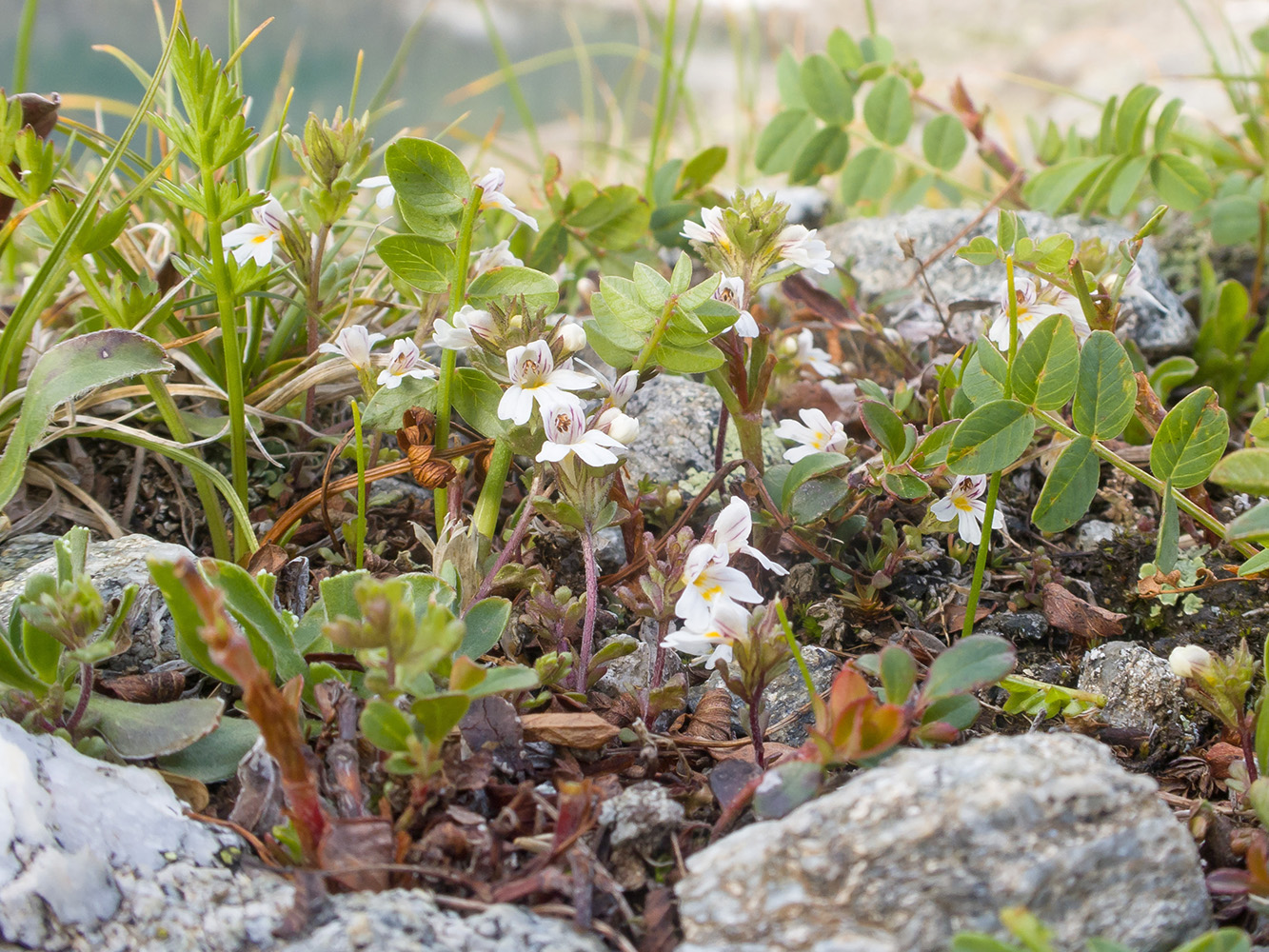 Image of Euphrasia petiolaris specimen.