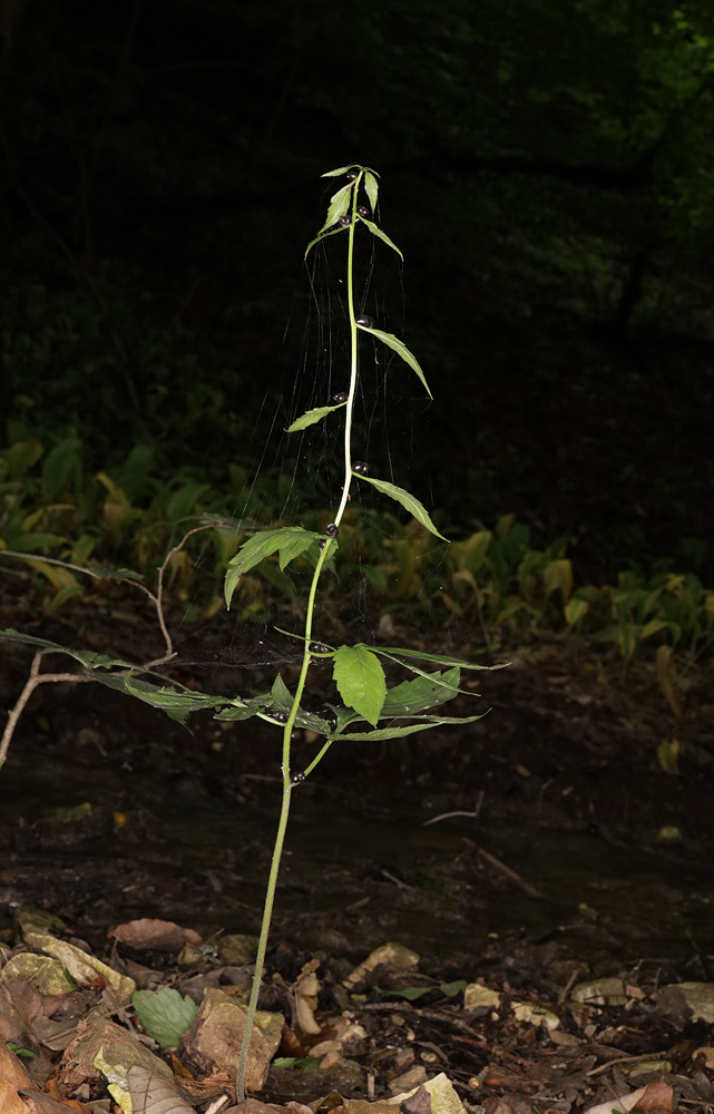 Изображение особи Cardamine bulbifera.