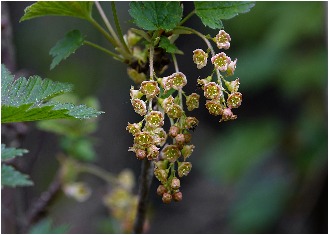 Изображение особи Ribes rubrum.